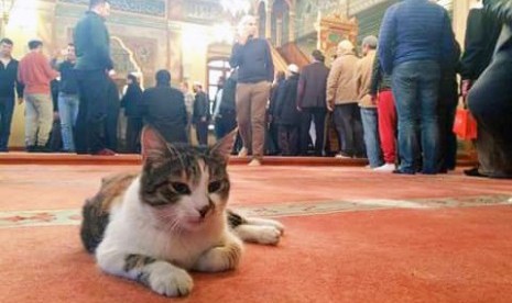 Seekor kucing berada di dalam Masjid Mahmud Hudayi di Istanbul, Turki. 