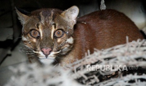 Seekor Kucing Emas Asia (Catopuma temminckii) liar berada di salah satu garasi rumah warga di Desa Masjid, Kecamatan Kaway XVI, Aceh Barat, Aceh, Senin (12/3).