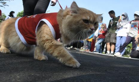 Seekor kucing mengikuti peragaan busana kucing rumahan di Lapangan Kolaborasi Kompleks Ikip, Duren Sawit, Jakarta Timur, Minggu (14/8/2022).