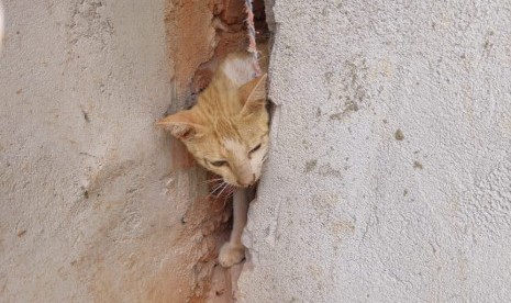 Seekor kucing terjepit di tembok perumahan warga Siak berhasil diselamatkan, Selasa (11/2). 