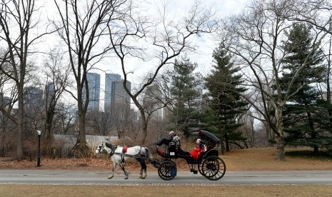 Seekor kuda menarik delman wisata melaju di Central Park, New York, AS.