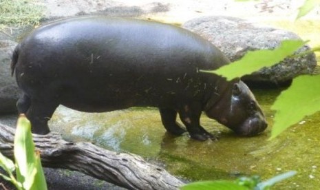 Seekor kuda nil kerdil betina bernama Petre mati di Kebun Binatang Melbourne setelah menderita kelumpuhan parsial menyusul adanya pendarahan otak.