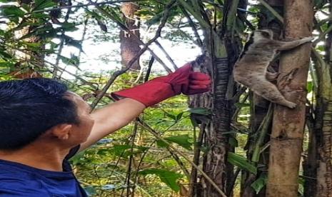 Pelepas liaran satwa langka di SPTN Wilayah I Kuningan Taman Nasional Gunung Ciremai. (ilusrtrasi)