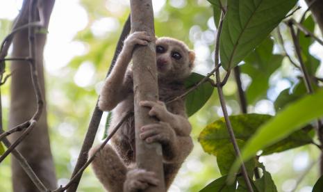 Seekor kukang Sumatera (nycticebus coucang) 