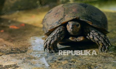 Seekor kura-kura kaki gajah berada di kandang transit Balai Besar Konservasi Sumber Daya Alam (BBKSDA) - Pulau  Riau, di Kota Pekanbaru,. Sabtu (16/1/2021). Kura-kura darat bernama latin Manouria emys itu diserahkan oleh warga karena merupakan satwa dilindungi yang terancam punah. (ilustrasi)