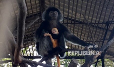  Seekor lutung betina di Taman Satwa Taru Jurug (TSTJ) Solo baru saja melahirkan bayi lutung pada Kamis (21/3). Induk lutung bernama Lulu tersebut terlihat mendekap bayinya di kandang satwa di TSTJ, Solo, Senin (25/3).