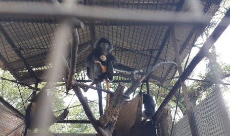 Seekor lutung betina di Taman Satwa Taru Jurug (TSTJ) Solo baru saja melahirkan bayi lutung pada Kamis (21/3). Induk lutung bernama Lulu tersebut mendekap bayinya di kandang satwa di TSTJ, Solo, Senin (25/3). 