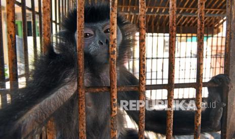 Lutung jawa (ilustrasi).