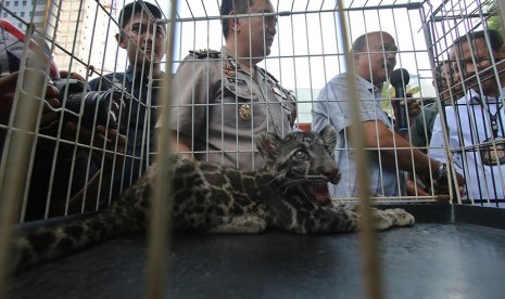 Seekor Macan Dahan diperlihatkan kepada wartawan saat rilis sindikat perdagangan satwa dilindungi di Polda Metro Jaya, Jakarta, Rabu (18/11).