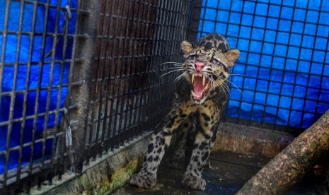 Seekor Macan Dahan (Neofelis Nebulosa) berada di dalam kandang transit satwa BBKSDA. Balai Konservasi Sumber Daya Alam (BKSDA) Resor Lima Puluh Kota menangkap seekor satwa liar yang dilindungi jenis Macan Dahan di daerah Ateh Padang, Jorong Sikabu-kabu, Nagari Tanjuang Haro Sikabu-Kabu Padang Panjang, Kecamatan Luak, Kabupaten Limapuluh Kota, Sumbar pada Kamis (4/3).