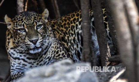 Seekor macan tutul jawa (Phantera pardus melas) berada di kandang Bandung Zoological Garden, Kota Bandung, Jumat (4/10). 