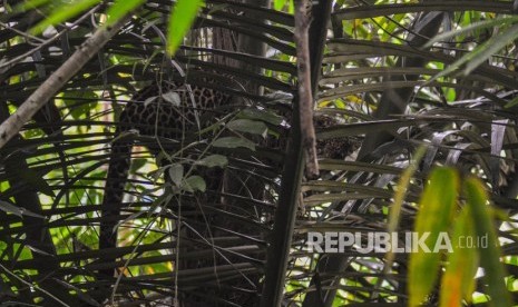 Seekor Macan Tutul (Panthera Pardus) ditemukan bertengger di dahan pohon aren di kawasan permukiman warga Kampung Badeung, Desa Gunajaya, Kabupaten Tasikmalaya, Jawa Barat, Rabu (31/7/2019). 