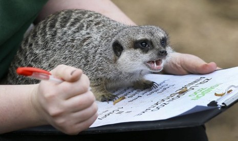   Seekor Meerkat hewan mamalia dari anggota Luwak duduk di atas papan tulis di Kebun Binatang London. (AP/Kirsty Wigglesworth)