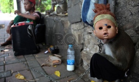 Seekor monyet beratraksi di jalanan di kawasan Tugu Tani, Jakarta Pusat, Ahad (20/10).  (Republika/Yasin Habibi)