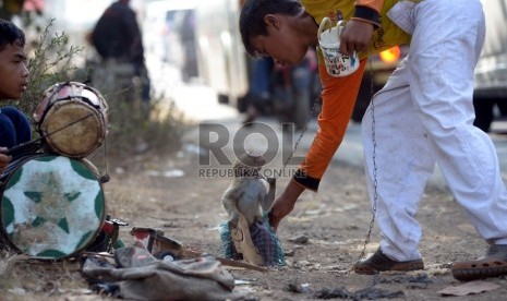 Seekor monyet ekor panjang (Macaca fascicularis) beratraksi pada pertunjukan topeng monyet di jalur selatan Limbangan, Garut, Jawa Barat, Selasa (14/7).