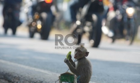 Seekor monyet ekor panjang (Macaca fascicularis) beratraksi pada pertunjukan topeng monyet di jalur selatan Limbangan, Garut, Jawa Barat, Selasa (14/7).