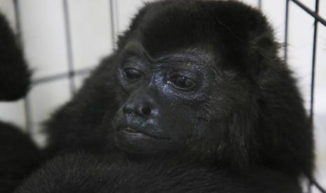 Seekor monyet howler duduk di dalam kandang bersama yang lain di klinik dokter hewan setelah mereka diselamatkan di tengah suhu yang sangat tinggi di Tecolutilla, negara bagian Tabasco, Meksiko, Selasa, 21 Mei 2024. Lusinan monyet howler ditemukan mati di negara bagian pantai Teluk itu sementara yang lainnya diselamatkan oleh warga yang membawa mereka ke dokter hewan setempat.