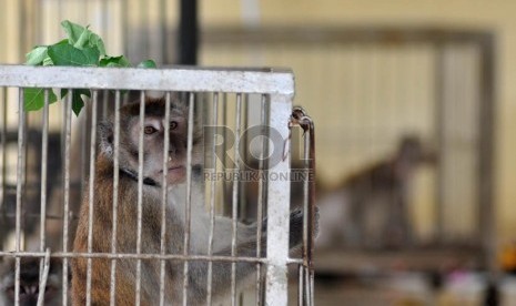  Seekor monyet yang terjaring razia dikarantina di Balai kesehatan Hewan dan Ikan DKI Jakarta (BKHI), Jakarta Selatan, Selasa (29/10).    (Republika/Rakhmawaty la'lang)