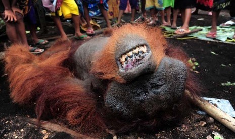  Seekor Orangutan jantan (Pongo Pygmaeus Pygmaeus) yang sudah tewas tergeletak di tanah, di Dusun Danau, Desa Peniraman, Kecamatan Sungai Pinyuh, Kabupaten Pontianak, Kalbar, Selasa (22/10).   (Antara/Jessica Helena Wuysang)