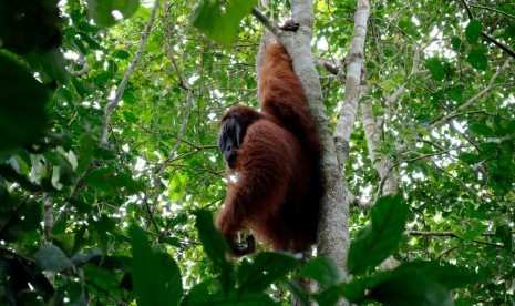 Seekor Orangutan sumatera (pongo abelii) dewasa berjenis kelamin jantan terjebak di kebun warga desa Titi Pobin, Trumon Timur, Aceh Selatan, Aceh. 