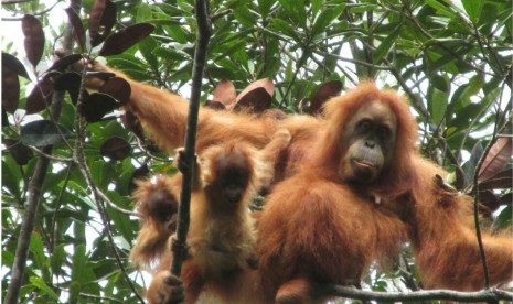 seekor orangutan Tapanuli (Pongo tapanuliensis) betina dengan bayi kembar. 