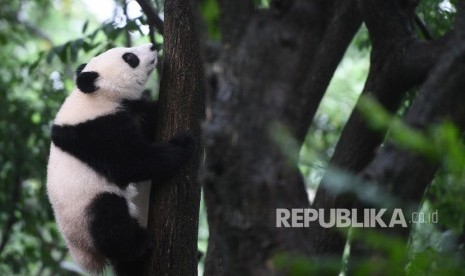 Ikon Chengdu, Panda Raksasa, Pusat Penelitian dan Pengembangbiakan Panda Raksasa di Chengdu, China (ilustrasi). Para pemimpin bisnis di industri perhotelan domestik dan internasional melihat potensi investasi luar biasa di Chengdu, China.