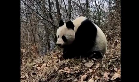  Seekor panda raksasa liar yang sedang tertidur