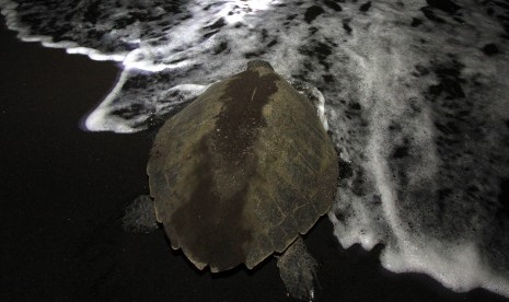 Seekor penyu jenis lekang (Lepidochelys olivacea) kembali ke laut setelah bertelur di pantai. (Ilustrasi)