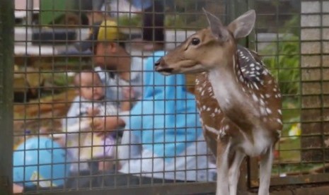 Seekor rusa dan pengunjung di kawasan Taman Margasatwa Ragunan, Jakarta Selatan