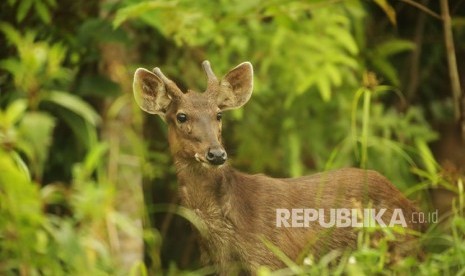 Seekor Rusa Sambar terlihat di hutan Kalimantan. 