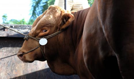 Presiden Jokowi beli sapi kurban di Bantul seberat 1,07 ton dengan harga Rp 125 juta. Ilustrasi.