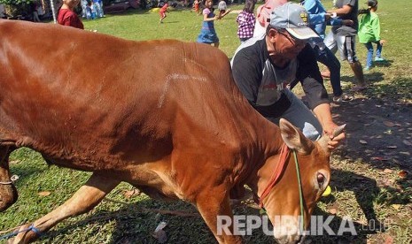 Seekor sapi kurban mengamuk (ilustrasi)