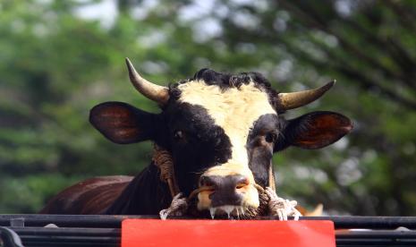 Seekor sapi kurban yang dibeli Presiden Joko Widodo berada di dalam truk saat serah terima dari peternak ke Pemerintah Provinsi Kalimantan Barat di Pontianak, Kalimantan Barat, Selasa (13/7/2021). Presiden Joko Widodo (Jokowi) telah menyiapkan hewan kurban dengan jenis sapi untuk merayakan Idul Adha 2022 di Provinsi Papua dengan berat 822 kilogram.