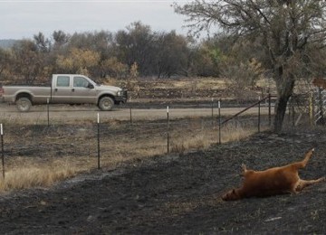 Seekor sapi mati terpanggang dalam kebakaran hutan di Texas.