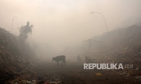 Seekor sapi menerobos kabut asap di Tempat Pembuangan Akhir (TPA) Antang, Makassar, Sulawesi Selatan, Senin (16/9/2019). 