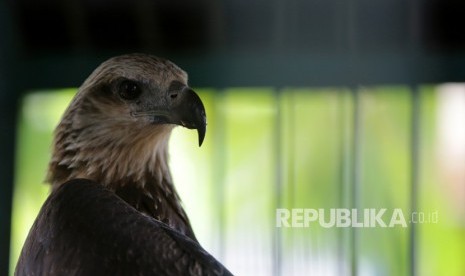 Seekor satwa langka dan dilindungi elang laut dada putih (Haliaeetus leucogaster) berada di kandang rehabilitasi Balai Konservasi Sumber Daya Alam (BKSDA) Aceh, Banda Aceh, Selasa (2/4/2019).