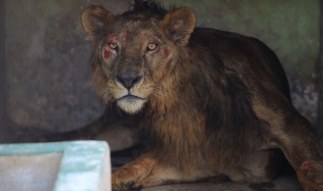 Seekor Singa Afrika yang baru dipindahkan oleh Petugas Taman Satwa Taru Jurug (TSTJ) di salah satu kandang TSTJ, Solo, Jawa Tengah, Rabu (20/5). 