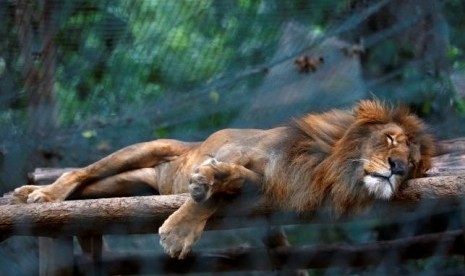 Seekor singa tidur di dalam kandang di Kebun Binatang Caricuaodi Karakas, Venezuela, 12 Juli 2016.