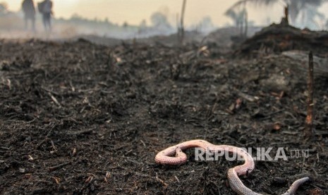 Kebakaran lahan di Pekanbaru (ilustrasi).