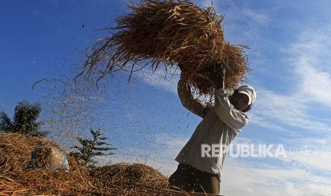  Seeorang petani merontokkan padi dengan alat tradisional di area persawahan, di Jorong Koto Tuo, Nagari Balai Gurah, Kecamatan IV Angkek, Agam, Sumatera Barat, Selasa (2/5). 