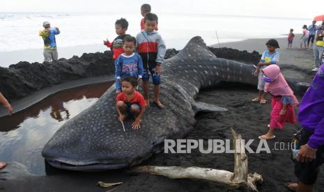 Sejumlah anak menaiki seekor Hiu Paus atau Hiu Tutul (Rhincodon typus) yang mati terdampar di Pantai Paseban, Kencong, Jember, Jawa Timur, Ahad (30/8/2020). Seekor Hiu Paus berukuran panjang sembilan meter ditemukan mati terdampar di pantai itu, dan ini menjadi kasus kedua dalam dua bulan terakhir di Kabupaten Jember.