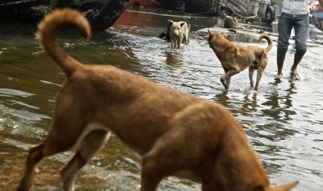  Sejumlah anjing liar berkeliaran di kawasan pelabuhan Muara Angke, Jakarta