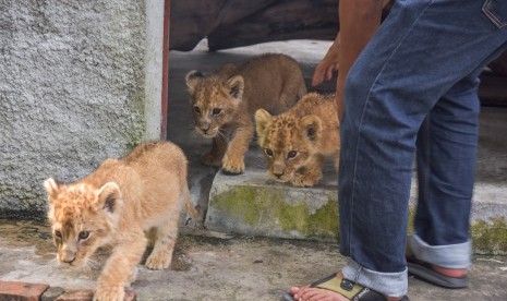 Sejumlah bayi Singa Afrika (Panthera leo melanochaita) keluar dari kandang penitipan di Kebun Bintang Kasang Kulim, Riau, Senin (16/12/2019). Empat ekor bayi singa berusia di bawah satu tahun diselamatkan oleh Polda Riau bersama seekor bayi Leopard, dan 58 kura-kura Indian Star dalam pengungkapan kasus perdagangan satwa, serta berhasil meringkus dua orang tersangka anggota jaringan sindikat internasional perdagangan satwa dilindungi.