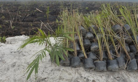 Sejumlah bibit sawit siap tanam di letakan di pinggir lahan milik perusahaan perkebunan yang telah dibakar di KM 25, Tumbang Tahai, Nyaru Menteng, Kalteng, Jumat (30/19). (Antara/Saptono)