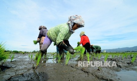 Sejumlah buruh petani tengah menanam benih padi disawahnya, Jalan Rancasagatan, Kecamatan Gedebage, Kota Bandung, Rabu (21/12)