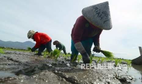 Sejumlah buruh petani tengah menanam benih padi disawahnya, Jalan Rancasagatan, Kecamatan Gedebage, Kota Bandung, Rabu (21/12)