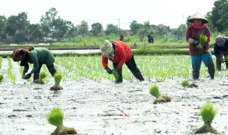 Sejumlah buruh petani tengah menanam benih padi di sawahnya. ilustrasi