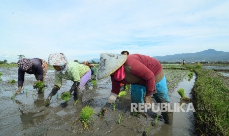 Sejumlah buruh petani tengah menanam benih padi disawahnya, Jalan Rancasagatan, Kecamatan Gedebage, Kota Bandung, Rabu (21/12).