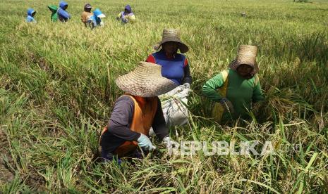 Sejumlah buruh tani memanen padi menggunakan sabit di areal persawahan desa Toabo, Mamuju, Sulawesi Barat, Kamis (30/9/2021). Panen raya menjadi salah satu alasan naiknya nilai tukar petani pada September 2021.