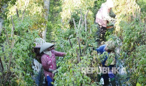 Sejumlah buruh tani memanen tomat, di daerah Cipanas, Garut, Selasa (24/5). (Republika/Edi Yusuf)